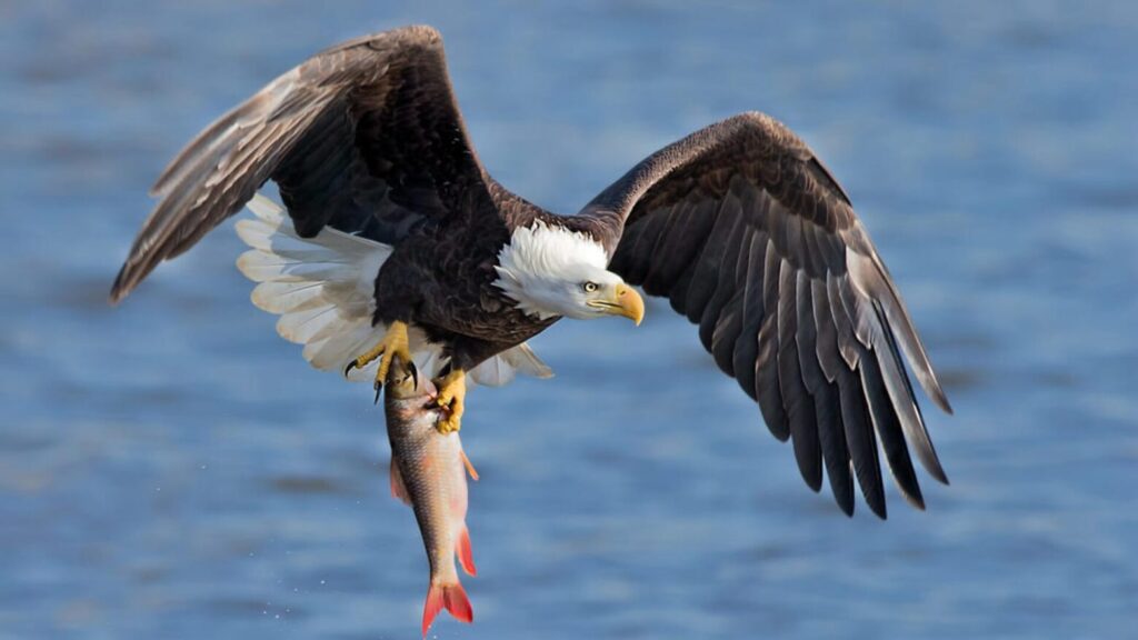 Eagles-Eat-Fresh-Prey